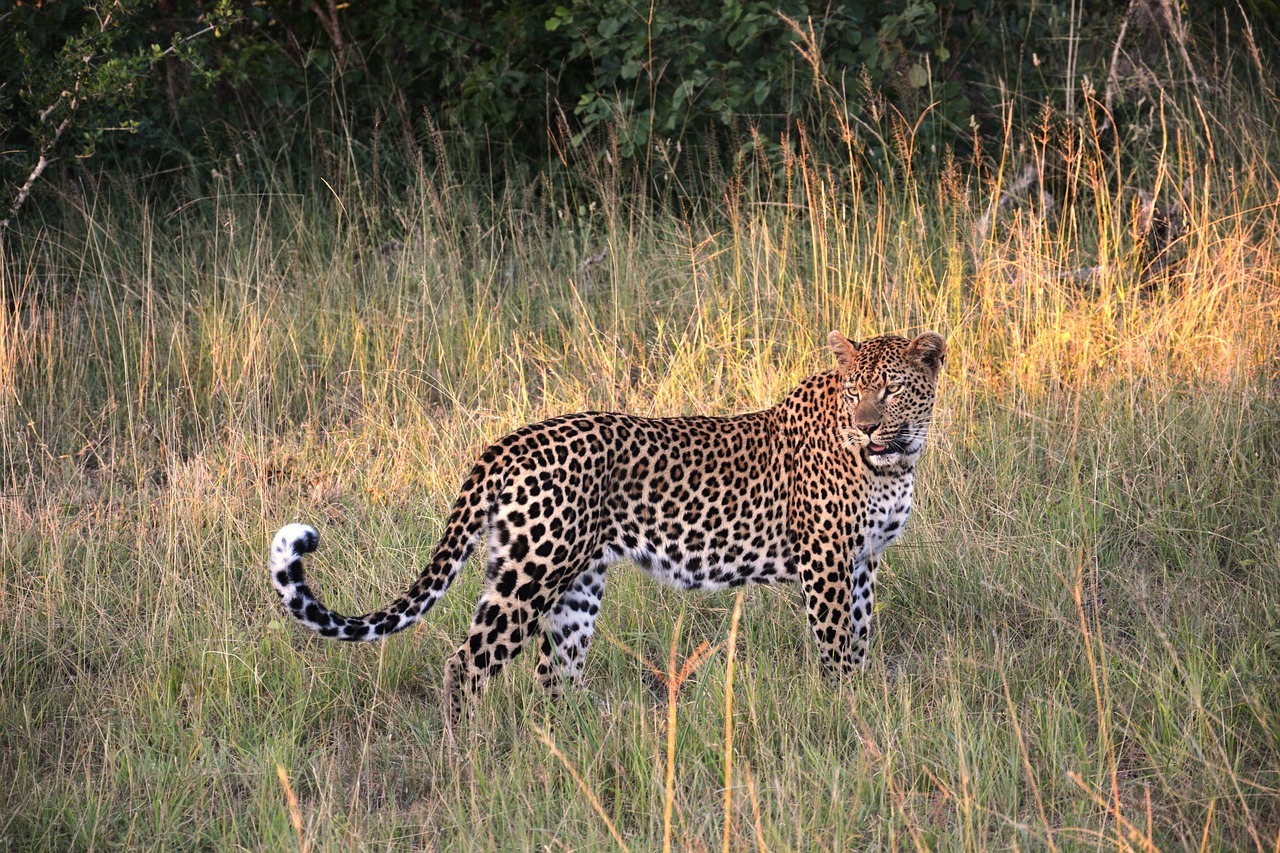 leopard, wildcat, big cat, safari, south africa, leopard, leopard, leopard, leopard, leopard