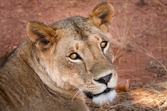 lioness, lion, wild, king, cat, wildlife, africa, carnivores, pet, animal, predator, safari, animals, nature, south africa, portrait, kenya, hunger
